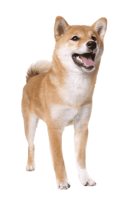 Shiba