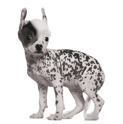 Chinese Crested som hvalp