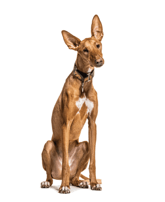 Podenco Canario som ung/voksen