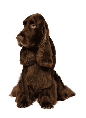 Field Spaniel som ung/voksen