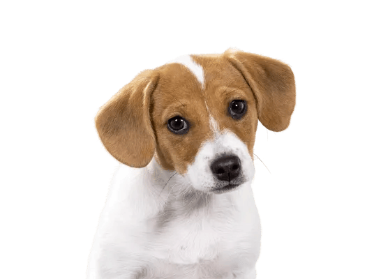 Dansk-Svensk Gårdhund