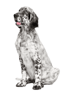 Engelsk Setter