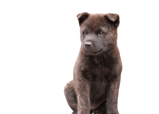 Kai