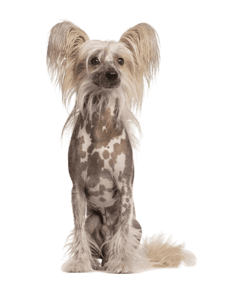 Chinese Crested som senior