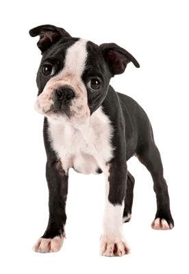Boston Terrier