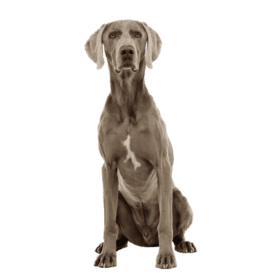 Weimaraner som ung/voksen