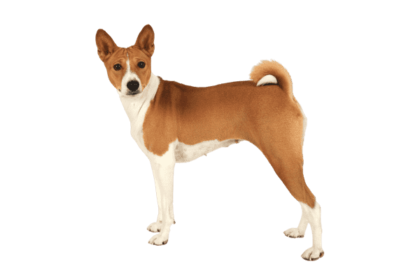 Basenji som senior