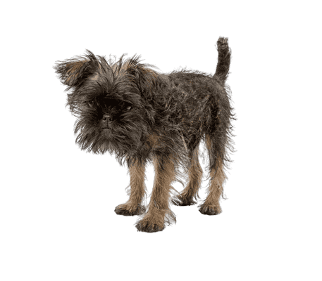 Affenpinscher