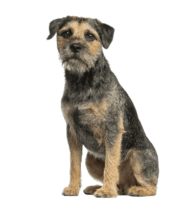 Border Terrier som senior