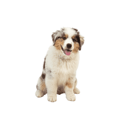 Australian Shepherd som hvalp