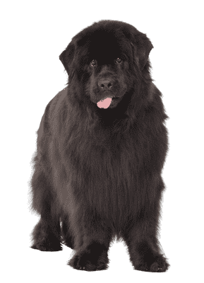 Newfoundland som senior