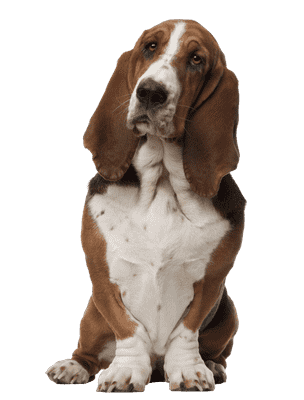 Basset Hound som senior