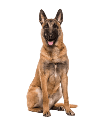 Malinois