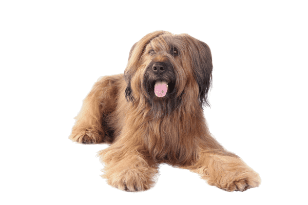 Briard som hvalp