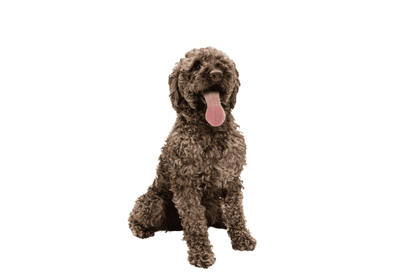 Lagotto Romagnolo