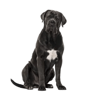 Cane Corso Italiano