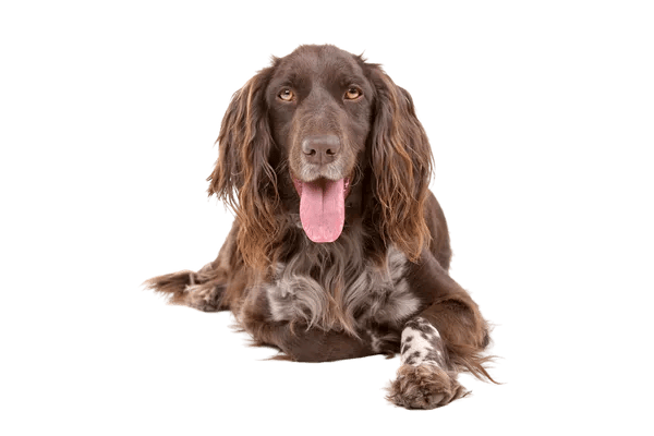 Kleiner Münsterländer