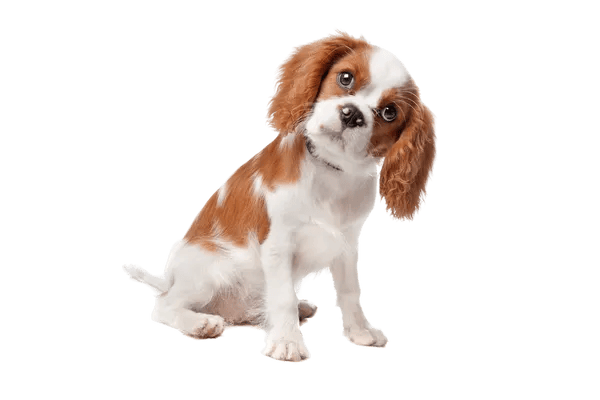 King Charles Spaniel