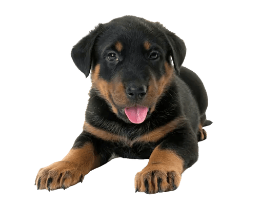 Beauceron
