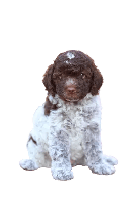 Lagotto Romagnolo