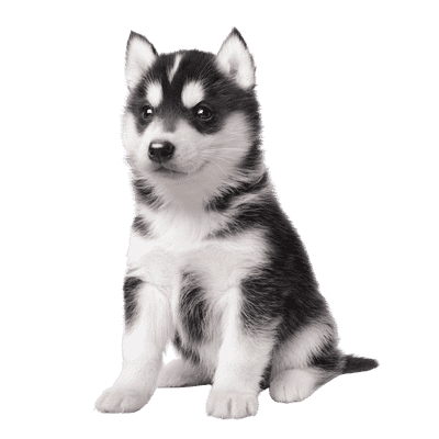 Siberian Husky som hvalp