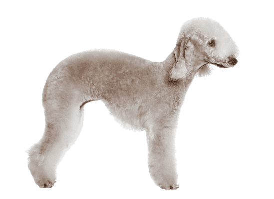 Bedlington Terrier som senior