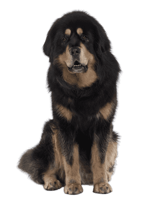 Tibetansk Mastiff som senior