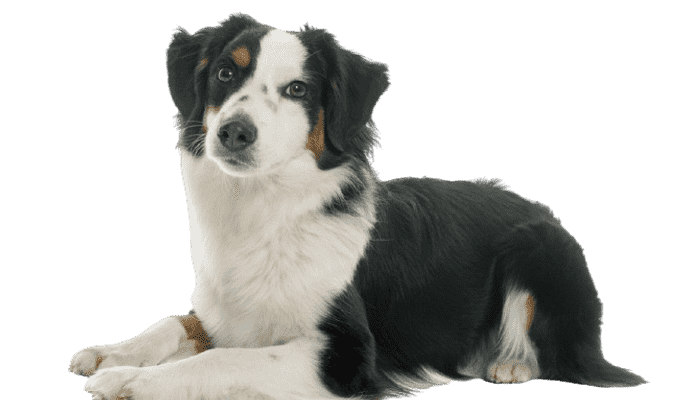 Miniature American Shepherd som senior