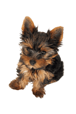 Australsk Terrier som hvalp