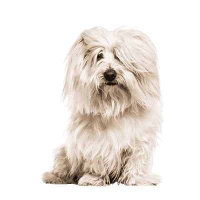 Coton de Tulear som senior