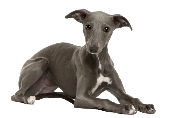 Whippet