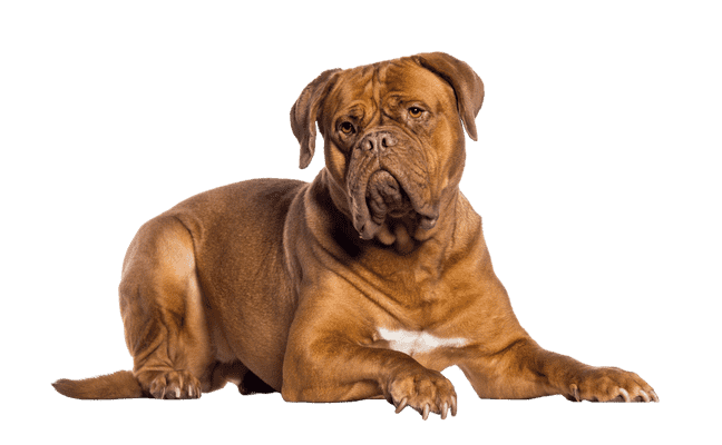 Dogue de Bordeaux som senior