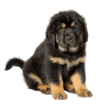 Tibetansk Mastiff