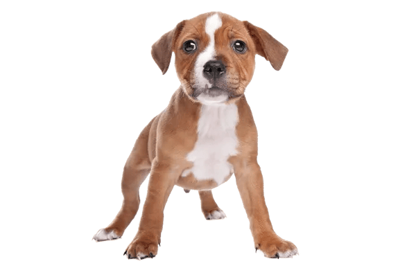 Staffordshire Bull Terrier