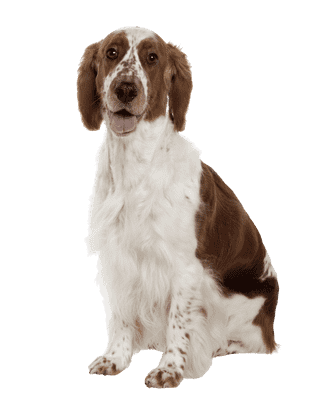 Welsh Springer Spaniel som senior