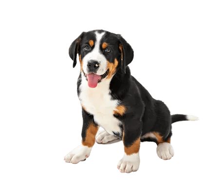 Grosser Schweizer Sennenhund