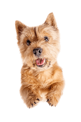 Norwich Terrier som hvalp