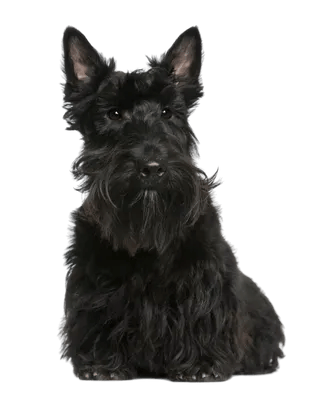 Skotsk Terrier