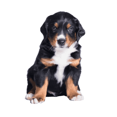 Appenzeller Sennenhund som hvalp