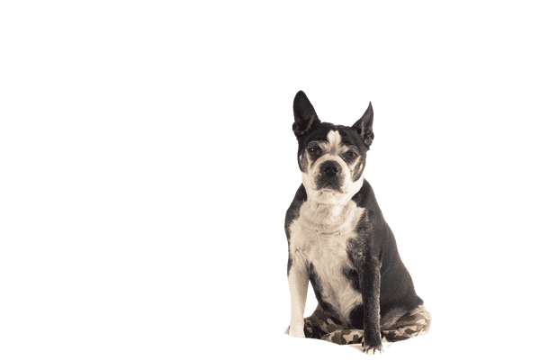 Boston Terrier som senior