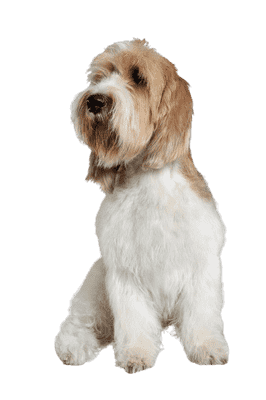 Grand Basset Griffon Vendéen