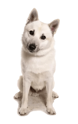 Norsk Buhund