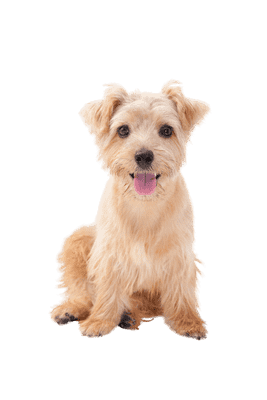 Norfolk Terrier som hvalp