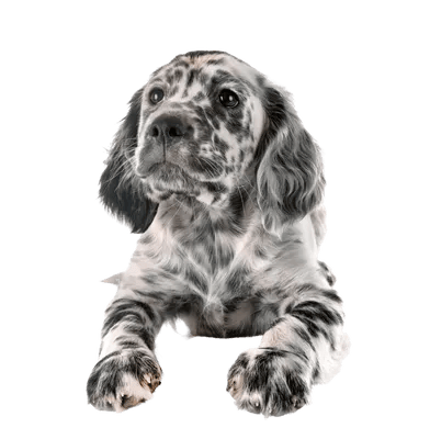Engelsk Setter