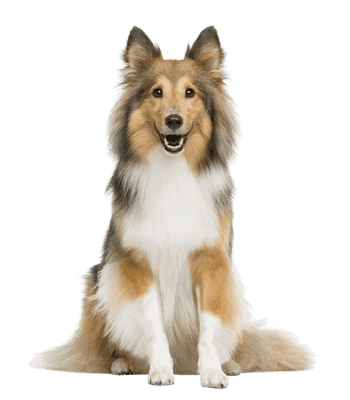 Shetland Sheepdog som ung/voksen