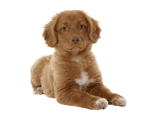 Nova Scotia Duck Tolling Retriever som hvalp