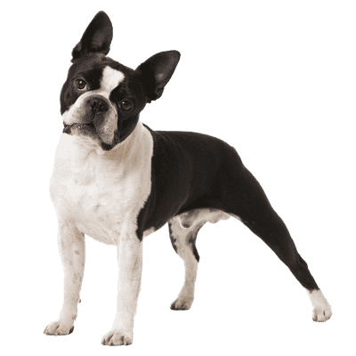 Boston Terrier som ung/voksen