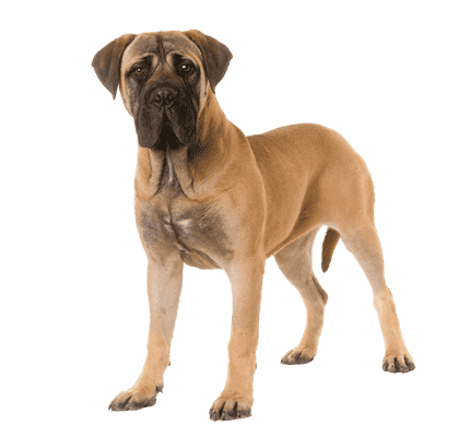 Bullmastiff som ung/voksen