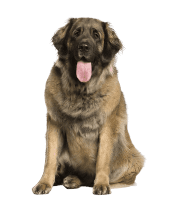 Leonberger