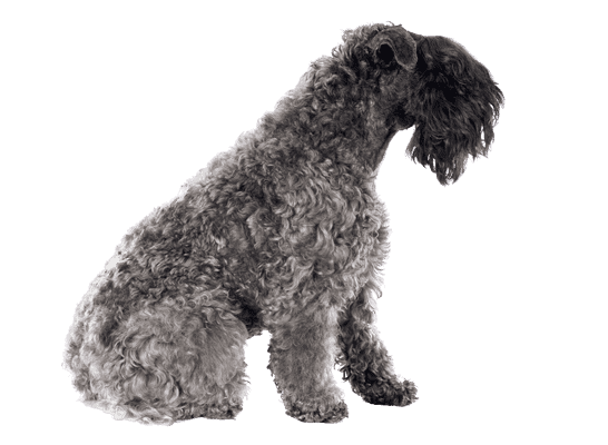 Kerry Blue Terrier som senior